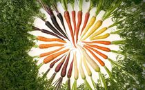Verschiedene Karottensorten nach Farben sortiert (orange, gelb, lila, weiß)