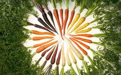 Verschiedene Karottensorten nach Farben sortiert (orange, gelb, lila, weiß)